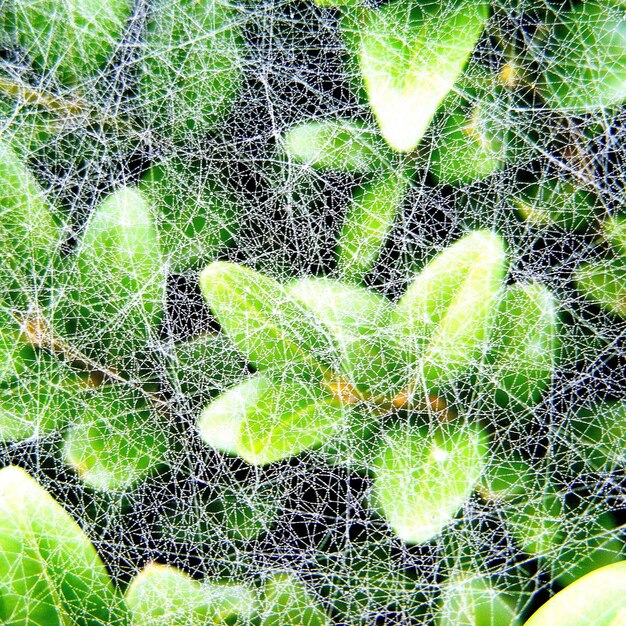 Full frame shot of green leaves