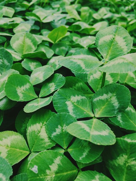 Full frame shot of green leaves