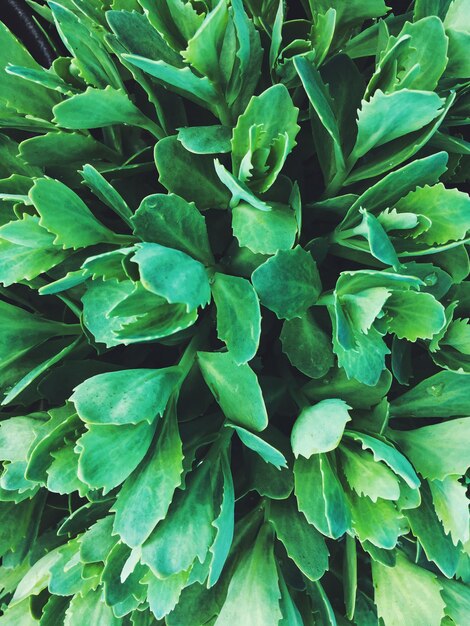 Full frame shot of green leaves