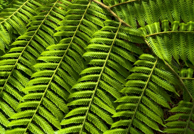 full frame shot of green leaves