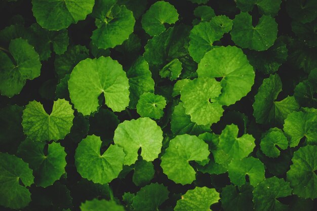 Full frame shot of green leaves