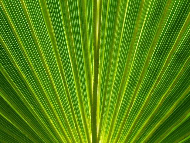 full frame shot of green leaves