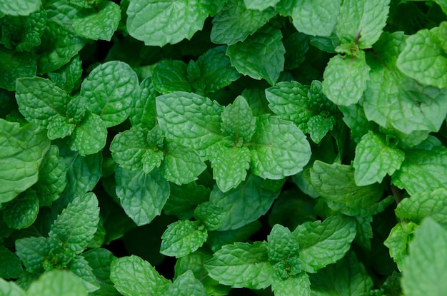 Photo full frame shot of green leaves