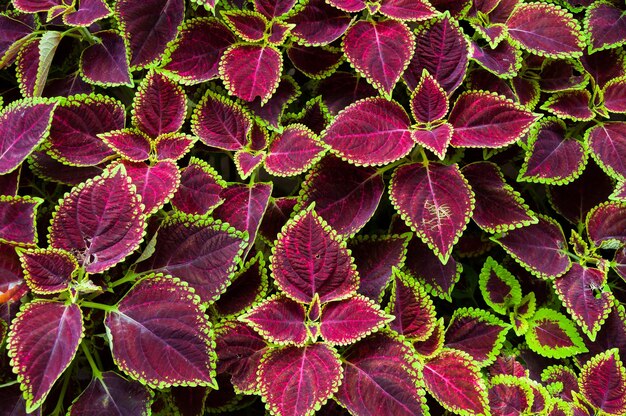 Full frame shot of green leaves