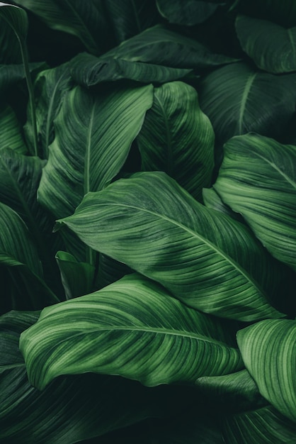 Full frame shot of green leaves