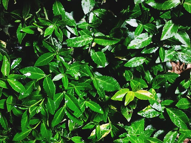 Full frame shot of green leaves