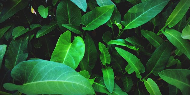 Full frame shot of green leaves