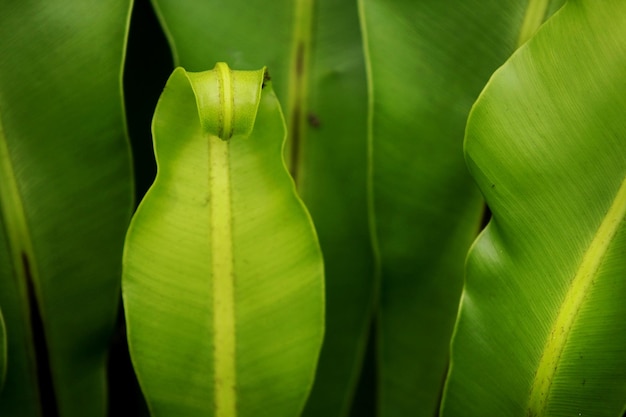 Full frame shot of green leaves