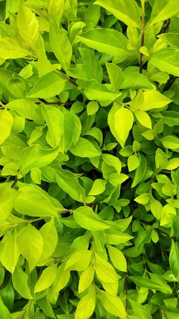 Full frame shot of green leaves