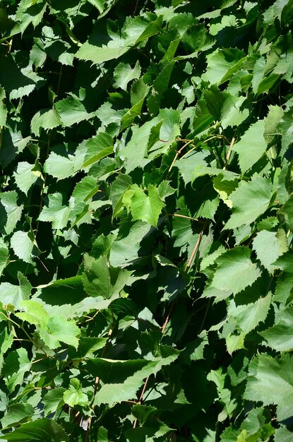 Full frame shot of green leaves