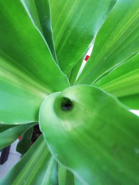 Full frame shot of green leaves