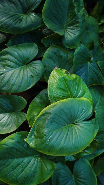 Full frame shot of green leaves