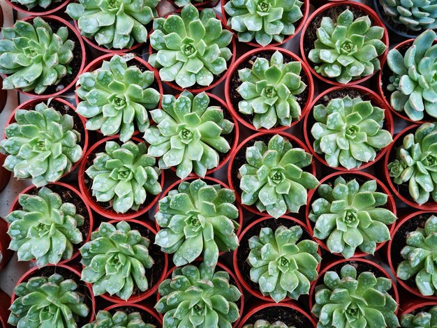 Full frame shot of green leaves