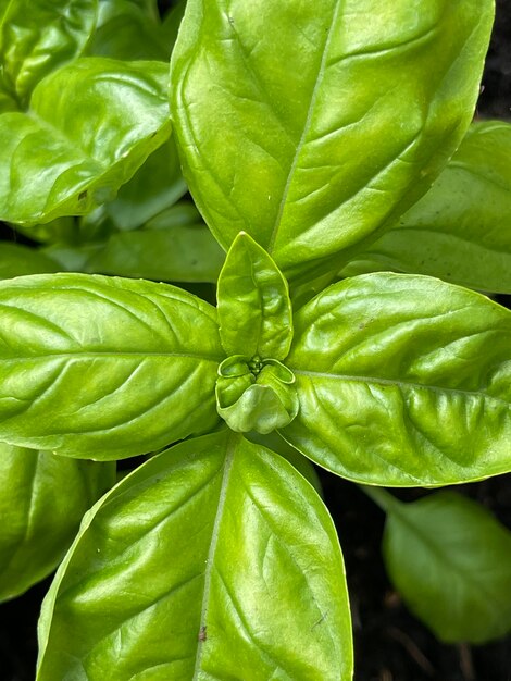 Photo full frame shot of green leaves