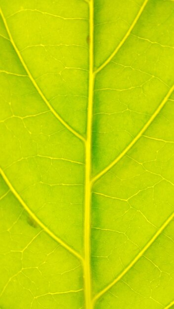 Full frame shot of green leaves