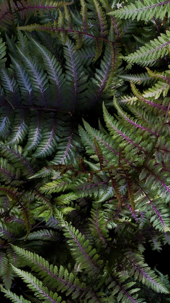 Photo full frame shot of green leaves