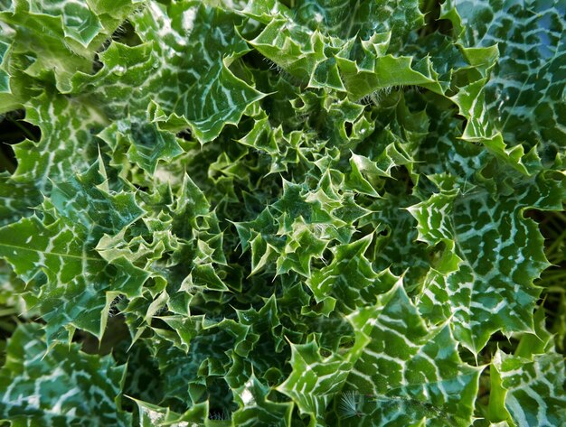 Full frame shot of green leaves