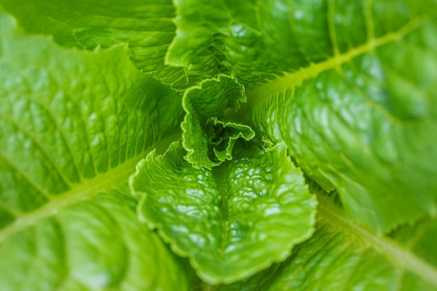 Photo full frame shot of green leaves