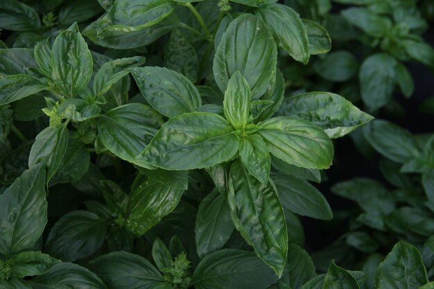 Full frame shot of green leaves