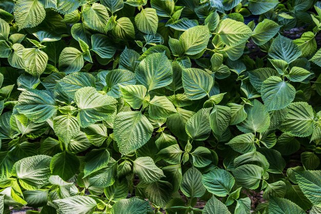 Full frame shot of green leaves