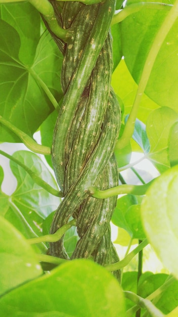 Full frame shot of green leaves