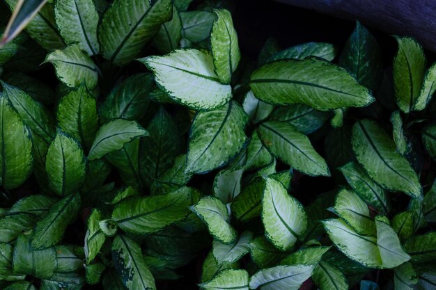 Full frame shot of green leaves