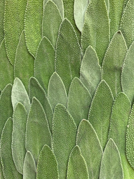Photo full frame shot of green leaves