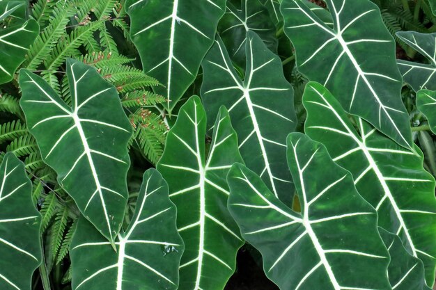 Full frame shot of green leaves