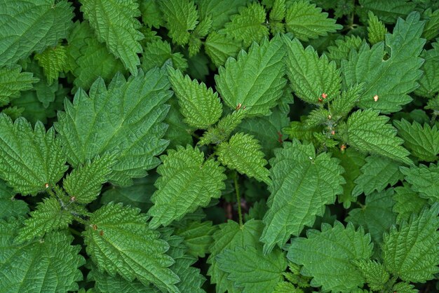 Full frame shot of green leaves