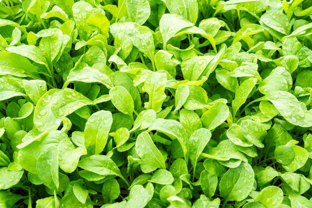 Full frame shot of green leaves