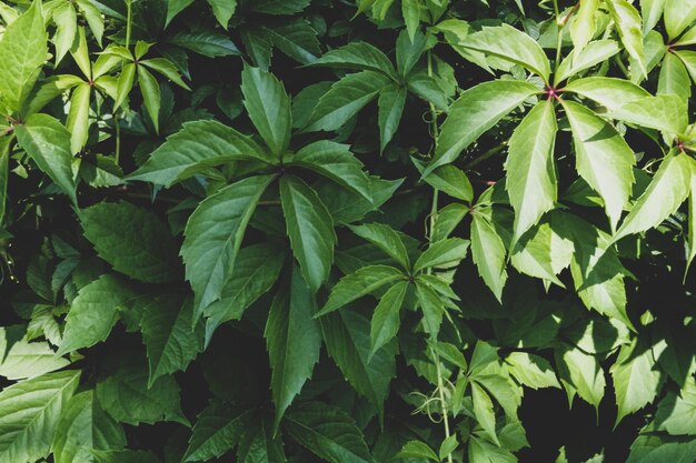 Full frame shot of green leaves