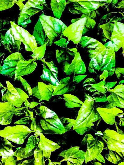 Full frame shot of green leaves