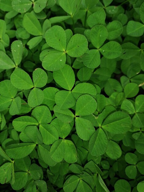 Full frame shot of green leaves