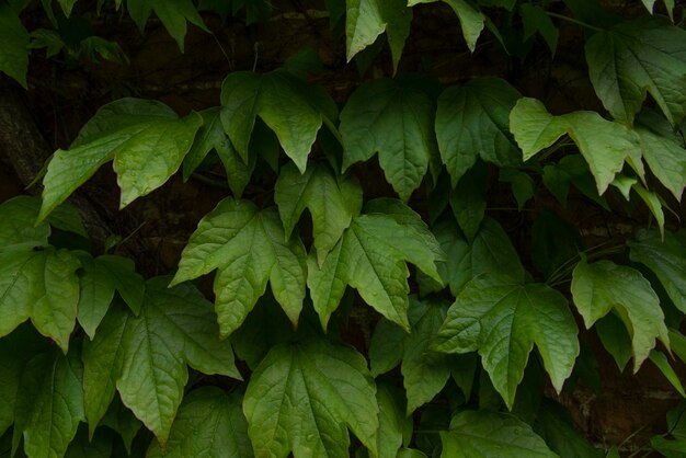 Full frame shot of green leaves