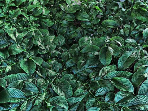 full frame shot of green leaves