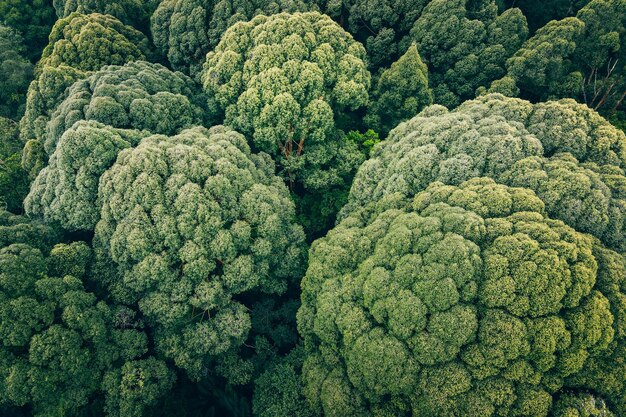 Photo full frame shot of green leaves