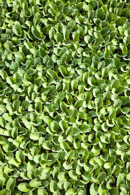 Foto immagine completa di foglie verdi