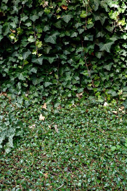 Full frame shot of green leaves