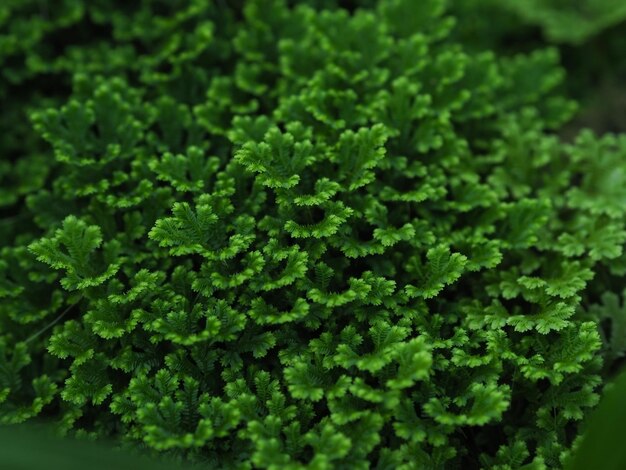 Photo full frame shot of green leaves