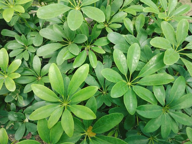 Full frame shot of green leaves