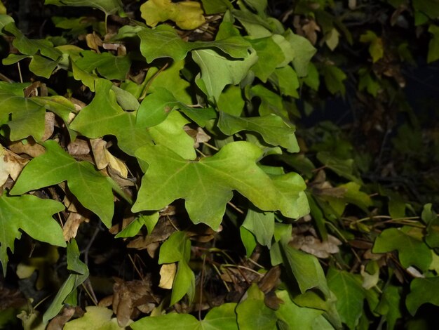 Full frame shot of green leaves