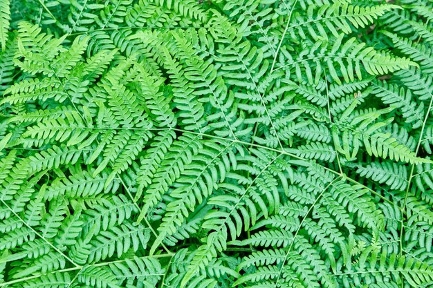 Photo full frame shot of green leaves