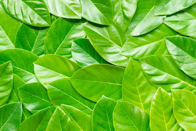 Photo full frame shot of green leaves