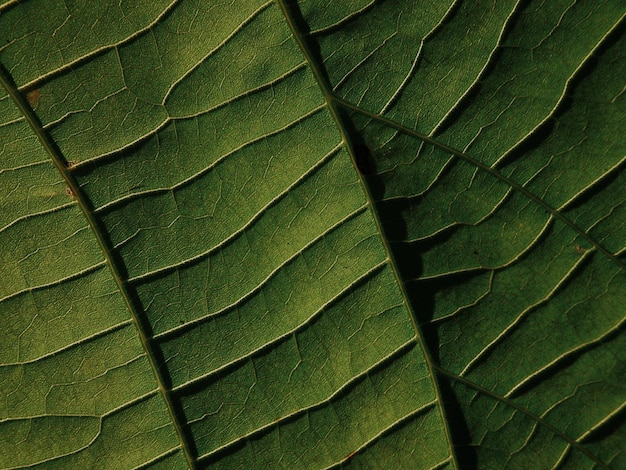 Photo full frame shot of green leaves