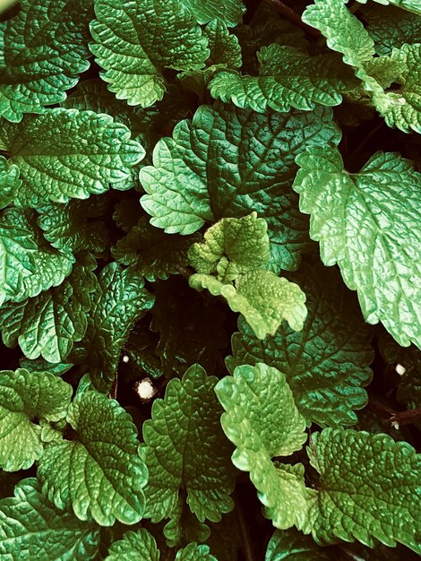 Photo full frame shot of green leaves