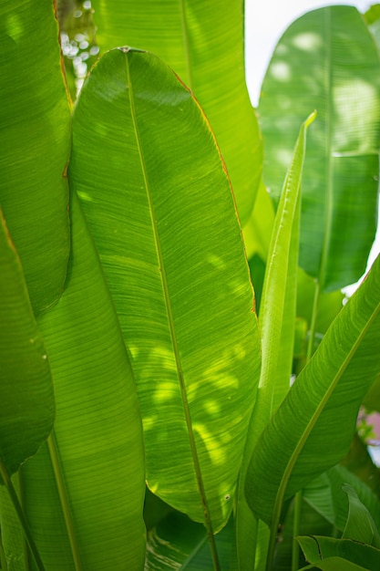 Photo full frame shot of green leaves