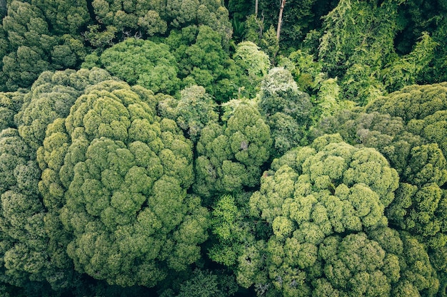 Full frame shot of green leaves