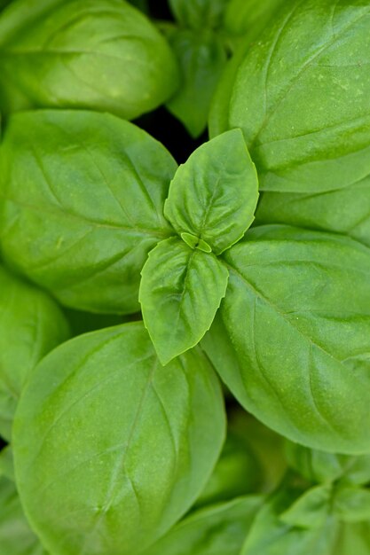 Photo full frame shot of green leaves