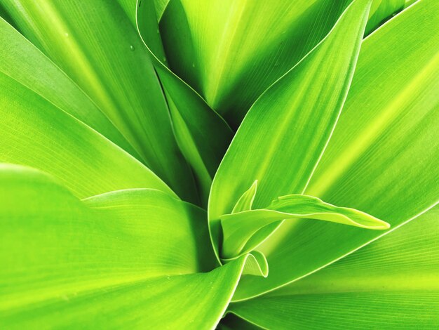 Full frame shot of green leaves