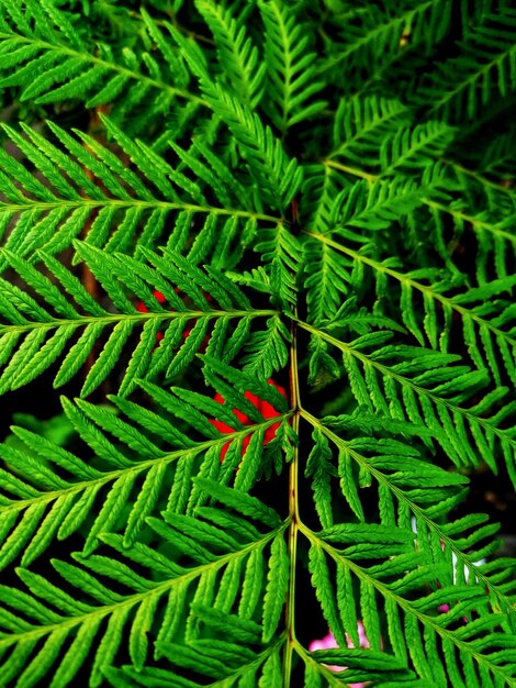 Full frame shot of green leaves